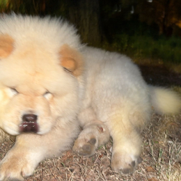 César profile