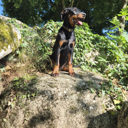 Athena profile