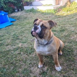 Oscar profile