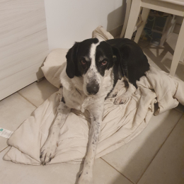 Pongo profile