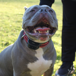 Boyka profile