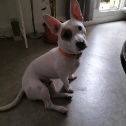 Sacha profile