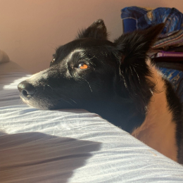 Klara profile