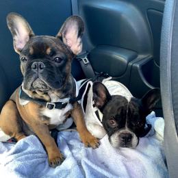 Maylis et stark profile