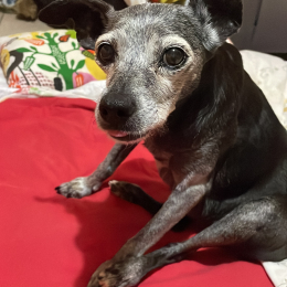 Chicca profile