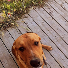 Doggo profile