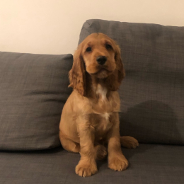 Mambo profile