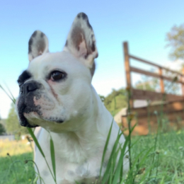 Odette profile