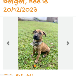 Vasco profile