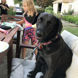 Lola profile