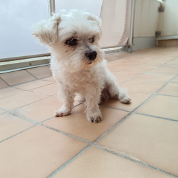 Dooggy profile