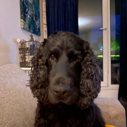 Marley profile