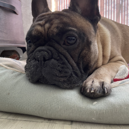 Roméo profile
