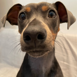 Chérie profile