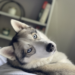 Hutch profile