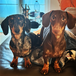 Andrea e licia profile