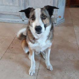 Reglisse, cagne et maïa profile