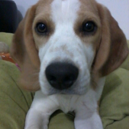 Houps profile