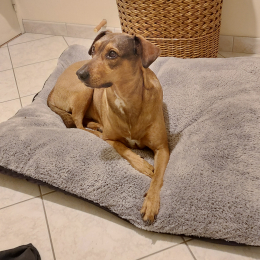 Doggo profile