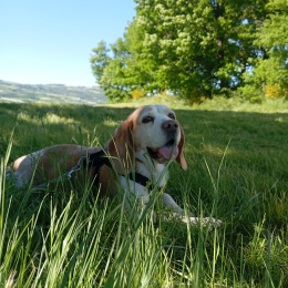 Iko profile
