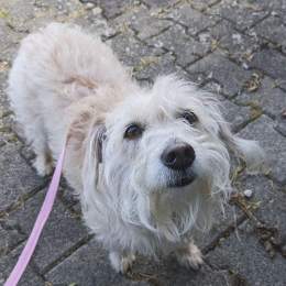 Lola profile