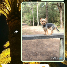 Pilou profile