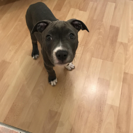 Ohana profile