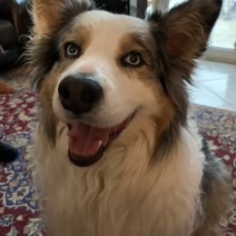 Lula profile