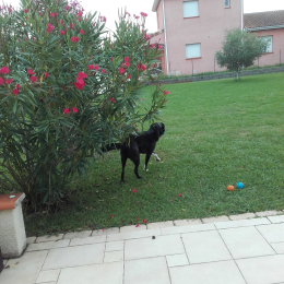 Diky profile