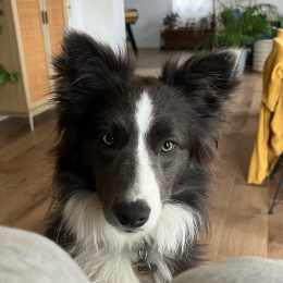 Clemence profile