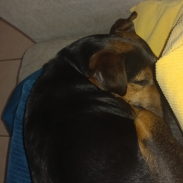 Orfée profile