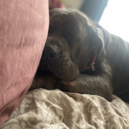 Pepere profile