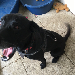 Jack et onyx profile