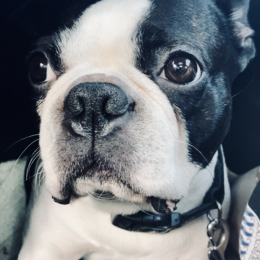 Léon profile
