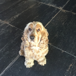 Lola profile