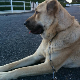 Aslan profile