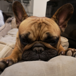 Lola profile