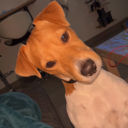 Simba profile