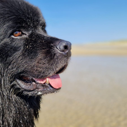 Kuma profile