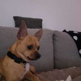 Marley profile