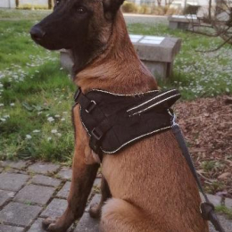 Doggo profile