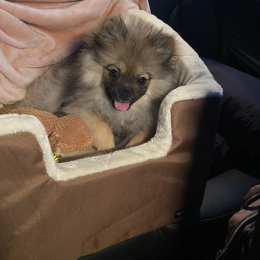 Teddy profile