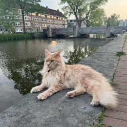 Lucie profile
