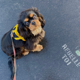 Coby profile