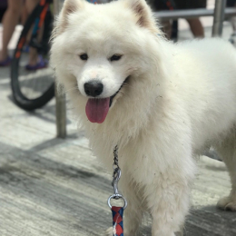 Leiko profile