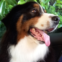 Oréo profile