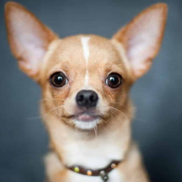 Doggo profile