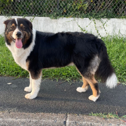 Elvis profile