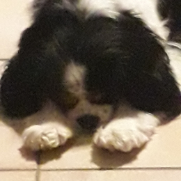 Doggo profile