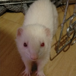 Chloe profile